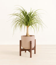 Load image into Gallery viewer, Sandy Pink stand:walnut