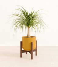 Load image into Gallery viewer, Sunset Orange stand:walnut