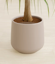 Load image into Gallery viewer, Eternal Gray stand:all