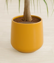 Load image into Gallery viewer, Mustard stand:all