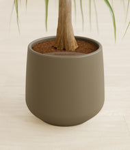 Load image into Gallery viewer, Olive stand:all