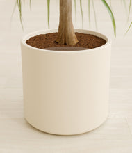 Load image into Gallery viewer, Cream stand:all