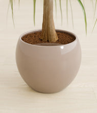 Load image into Gallery viewer, Desert Brown stand:all