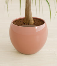 Load image into Gallery viewer, Calm Rose stand:all