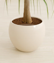 Load image into Gallery viewer, Shiny EggWhite stand:all