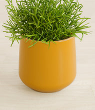 Load image into Gallery viewer, Mustard stand:all