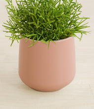 Load image into Gallery viewer, Calm Rose stand:all