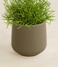 Load image into Gallery viewer, Olive stand:all