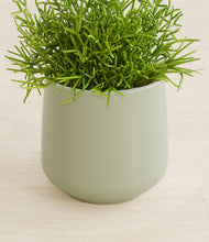 Load image into Gallery viewer, Turquoise stand:all