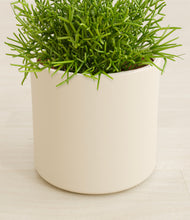 Load image into Gallery viewer, Cream stand:all