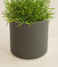 Load image into Gallery viewer, Dark Olive stand:all