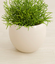 Load image into Gallery viewer, Shiny EggWhite stand:all