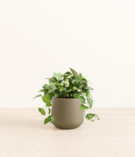 Load image into Gallery viewer, Olive*****Profile