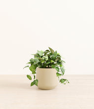 Load image into Gallery viewer, Almond Green*****Profile