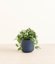 Load image into Gallery viewer, Deep Navy*****Profile