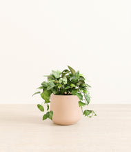 Load image into Gallery viewer, Gentle Pink*****Profile