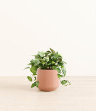 Load image into Gallery viewer, Calm Rose*****Profile