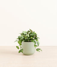 Load image into Gallery viewer, Turquoise*****Profile