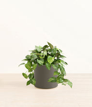 Load image into Gallery viewer, Dark Olive*****Profile