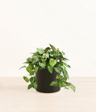 Load image into Gallery viewer, Black*****Profile