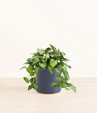 Load image into Gallery viewer, Deep Navy*****Profile