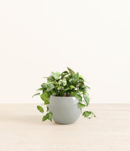 Load image into Gallery viewer, Deep Ocean*****Profile