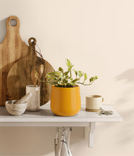 Load image into Gallery viewer, Mustard