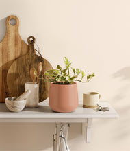 Load image into Gallery viewer, Calm Rose