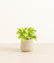 Load image into Gallery viewer, Almond Green*****Profile