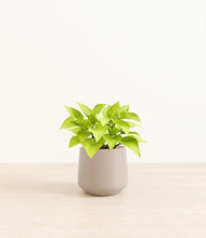 Load image into Gallery viewer, Eternal Gray*****Profile