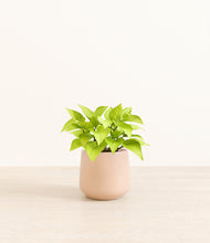 Load image into Gallery viewer, Gentle Pink*****Profile