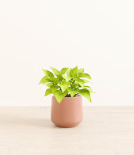 Load image into Gallery viewer, Calm Rose*****Profile