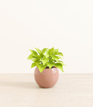 Load image into Gallery viewer, Calm Rose*****Profile