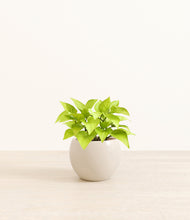 Load image into Gallery viewer, Shiny EggWhite*****Profile