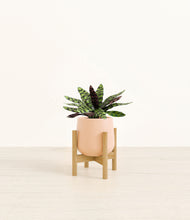 Load image into Gallery viewer, Gentle Pink stand:bamboo