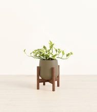 Load image into Gallery viewer, Olive stand:walnut