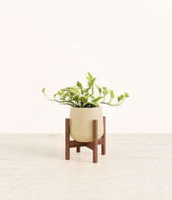 Load image into Gallery viewer, Almond Green stand:walnut