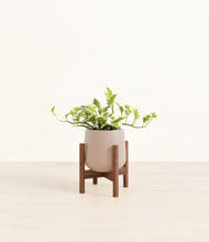 Load image into Gallery viewer, Eternal Gray stand:walnut