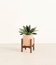 Load image into Gallery viewer, Gentle Pink stand:walnut