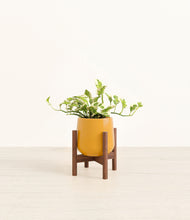 Load image into Gallery viewer, Mustard stand:walnut