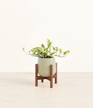 Load image into Gallery viewer, Turquoise stand:walnut