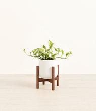 Load image into Gallery viewer, White stand:walnut