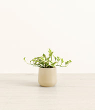 Load image into Gallery viewer, Almond Green*****Profile