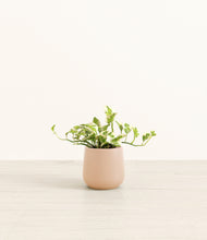 Load image into Gallery viewer, Gentle Pink*****Profile