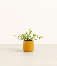 Load image into Gallery viewer, Mustard*****Profile