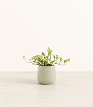 Load image into Gallery viewer, Turquoise*****Profile