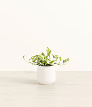 Load image into Gallery viewer, White*****Profile