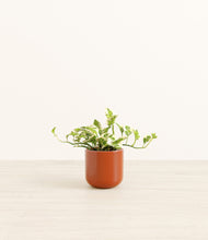 Load image into Gallery viewer, Glossy Red*****Profile