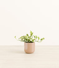 Load image into Gallery viewer, Glossy Pink*****Profile