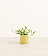 Load image into Gallery viewer, Key Lime Yellow*****Profile